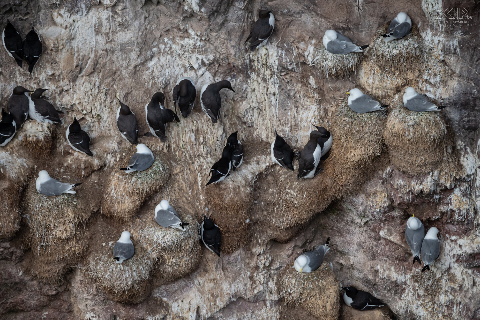 St Abbs Head - Zeekoeten en meeuwen Op de steile kliffen van St Abbs zitten in het voorjaar ook heel wat broedparen van de drieteenmeeuw en zeekoeten.  Stefan Cruysberghs